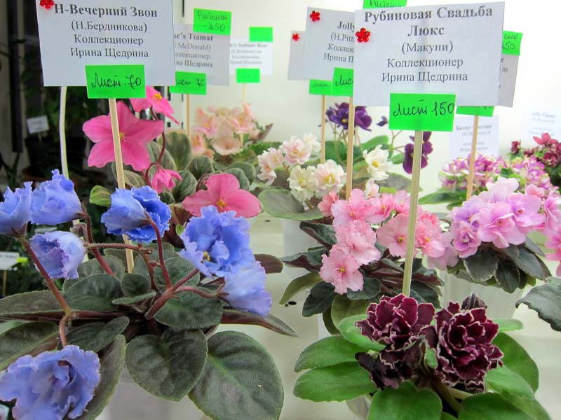 Щедрина мини.jpg