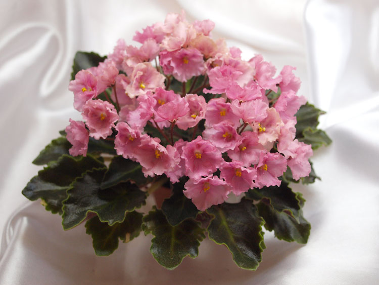 Rob's Antique Rose.jpg