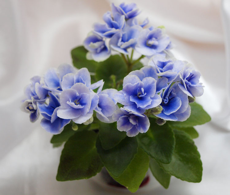 Honey Blue Angel.jpg
