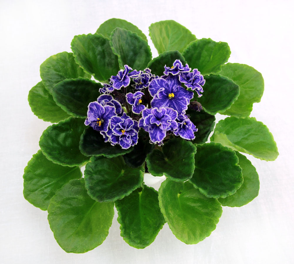 2 место – Grape Glory (P. Sorano/LLG), колл. Е. Морозова
