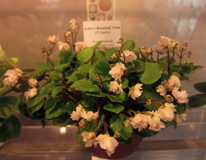 Edee's-Rosebud-Trail.jpg