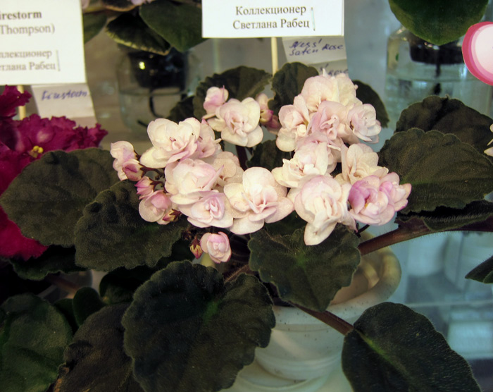 Ness'-Satin-Rose.jpg