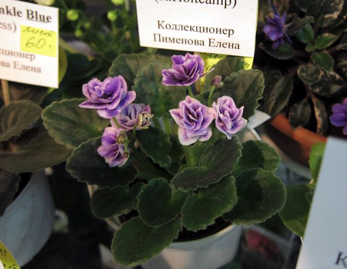 Optimara-Litte-Moonstone.jpg