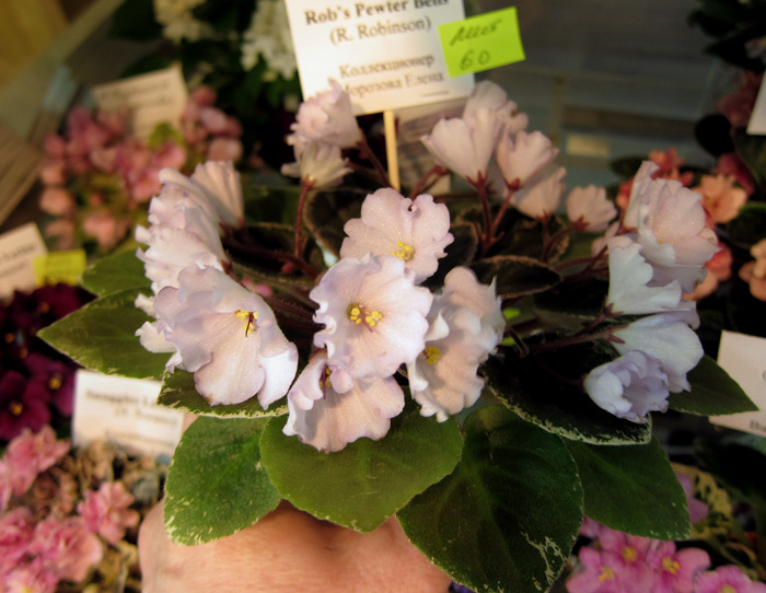 Rob's-Pewter-Bells-(Мор).jpg