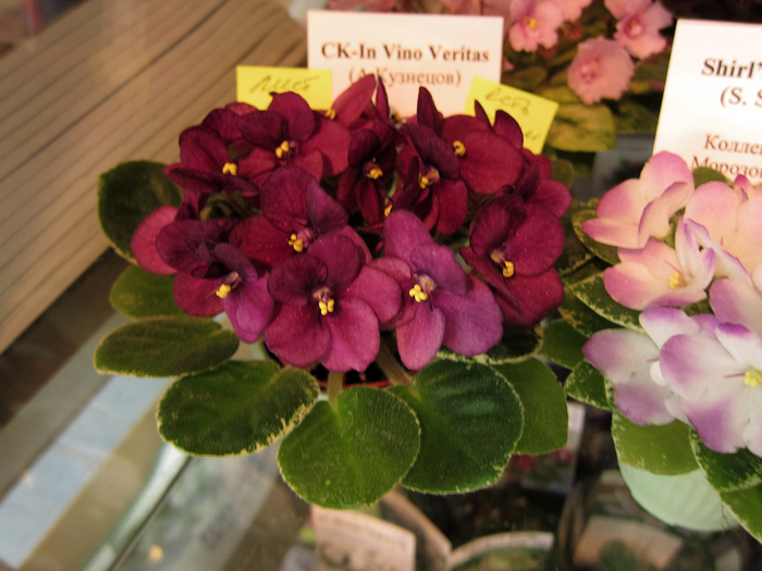 CK-In-Vino-Veritas.jpg