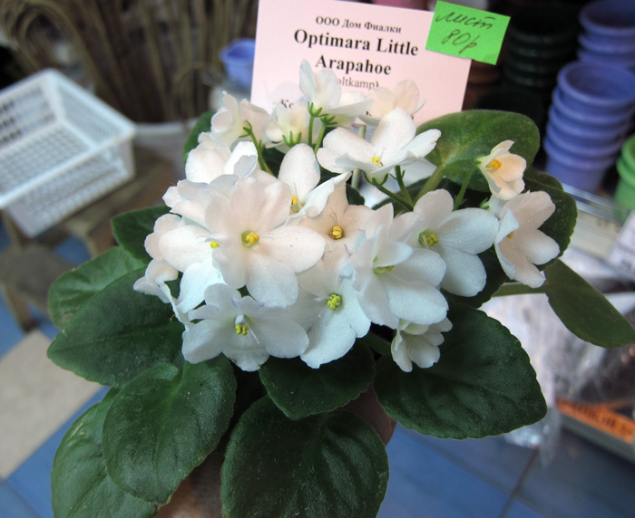 Optimara-Little-Arapahoe.jpg