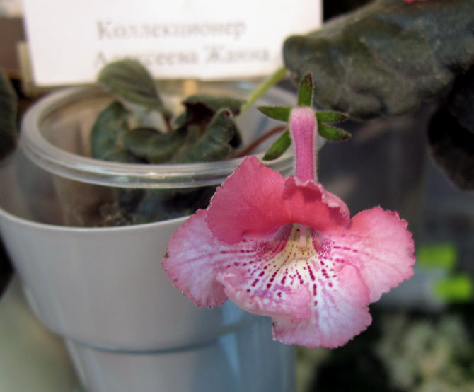 SRG's-Dream-Pink.jpg