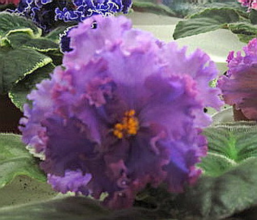 ЛЕ-Алхимия.jpg