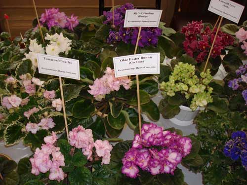 DSC03054.jpg