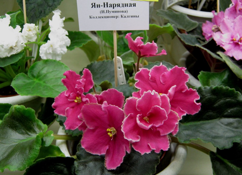 ДФ11.JPG