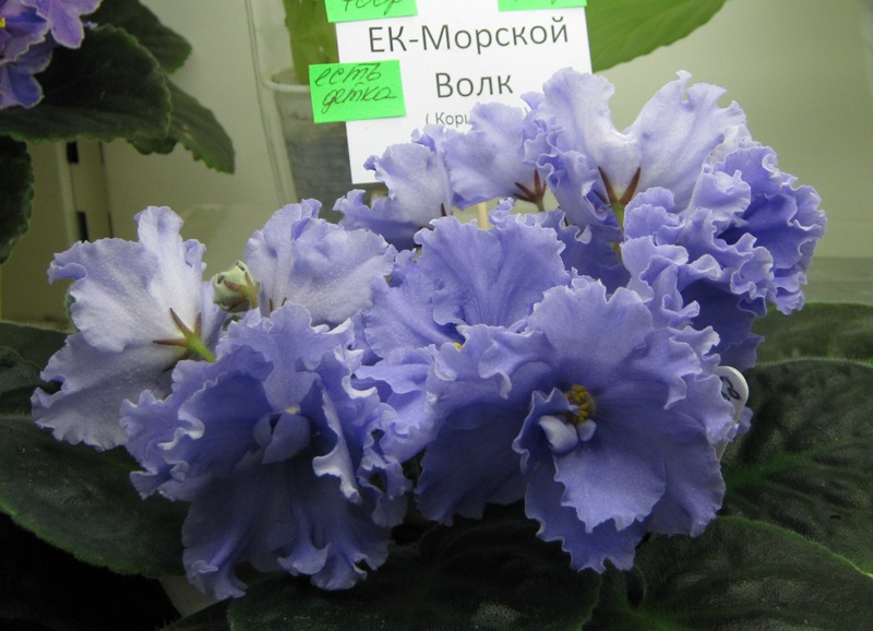 ДФ10.JPG