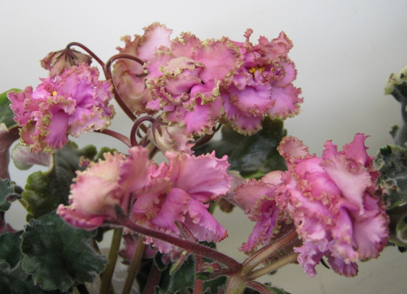 Галицкая Island Rose.JPG