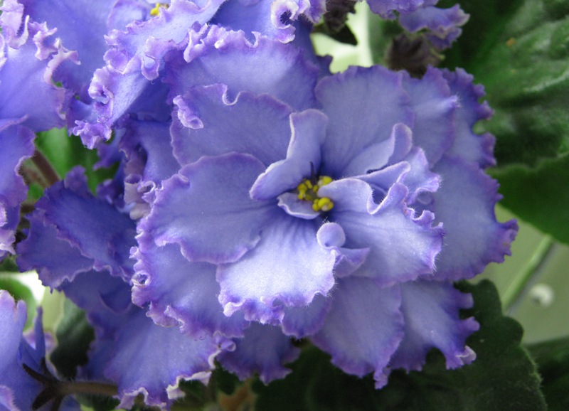 Федорова Blue Dragon.JPG