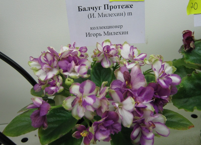IMG_9999.JPG