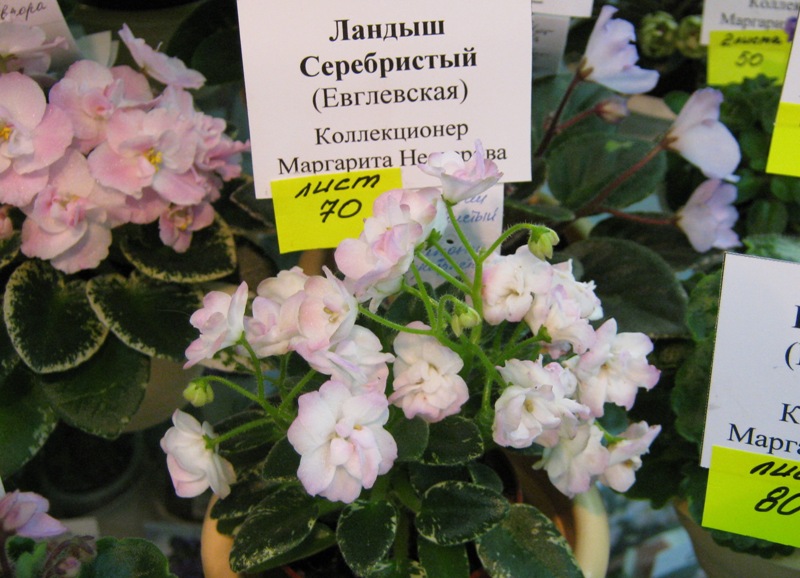 IMG_9965.JPG