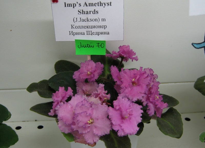 Щедрина.JPG
