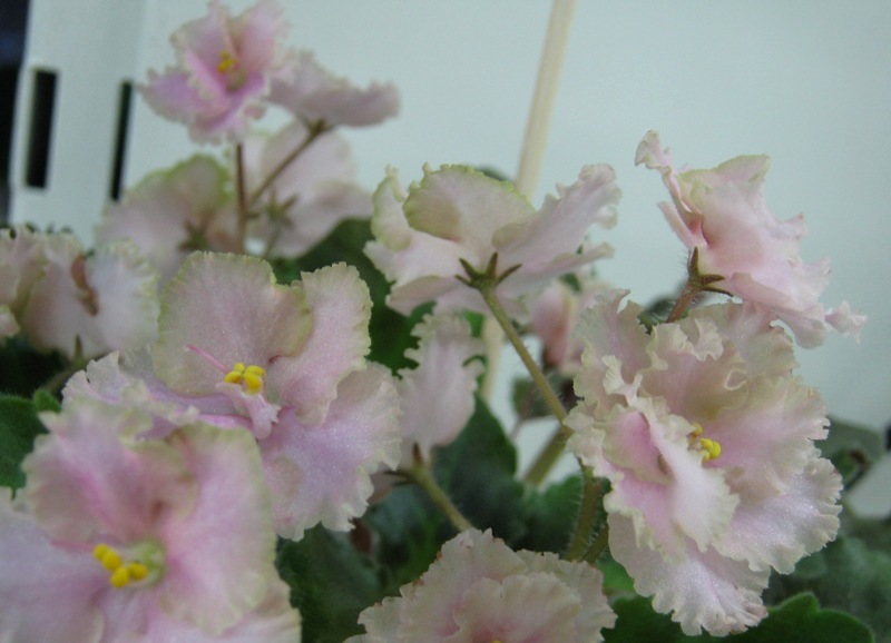Щедрина Rob's Antigue Rose.JPG