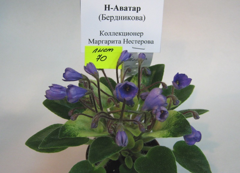 Нестерова Н-Аватар.JPG