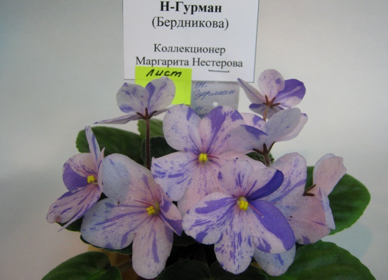 Нестерова Н-Гурман.JPG