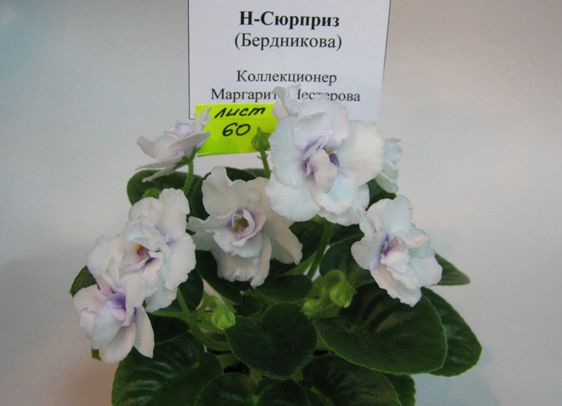 Нестерова Н-Сюрприз.JPG