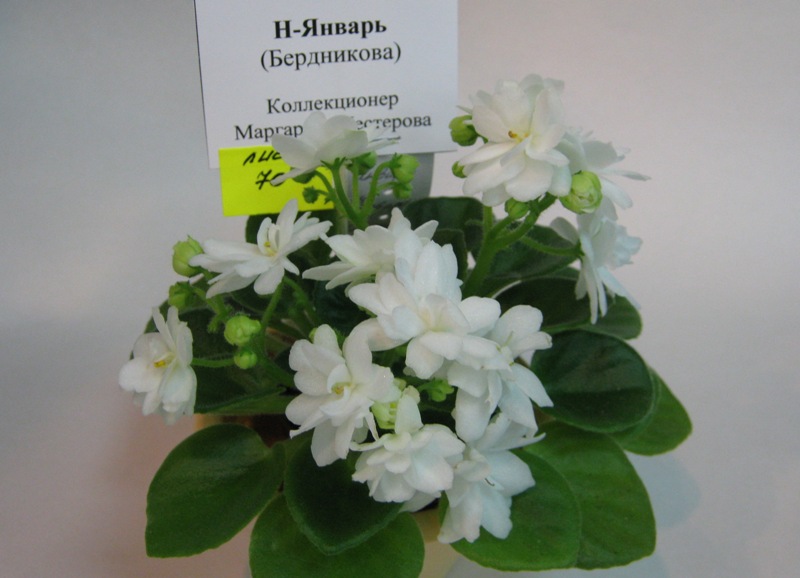 Нестерова Н-Январь.JPG