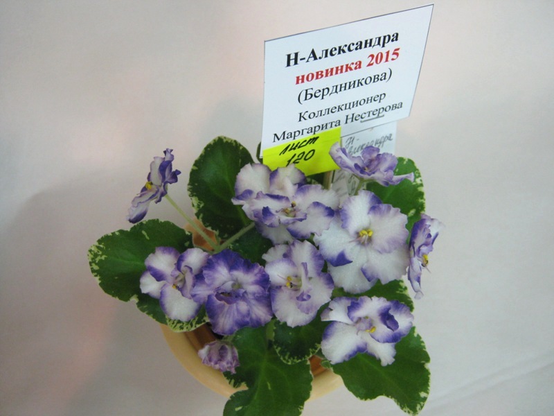 Нестерова Н-Александра.JPG