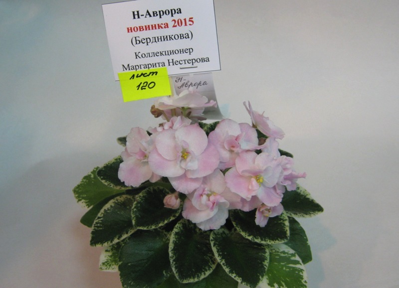 Нестерова Н-Аврора.JPG