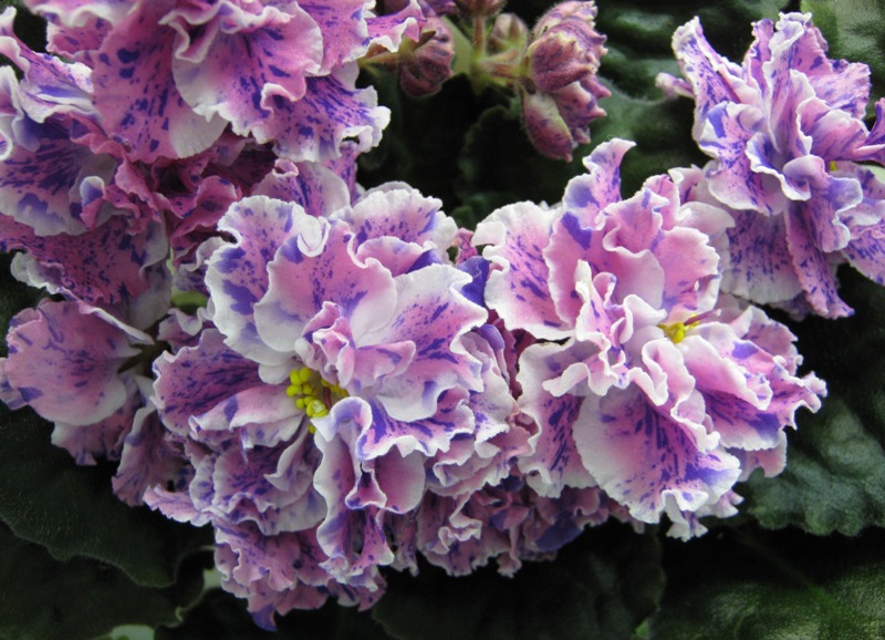 Данилина ЛЕ-Розмари.JPG