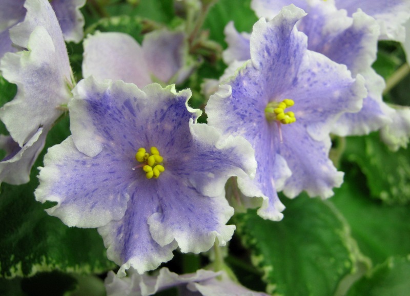 Калгины Ma's Lavender Prince.JPG