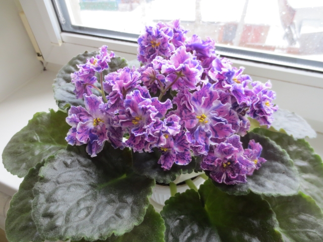 ЛЕ-Розмари