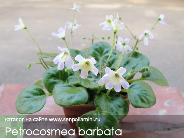 Petrocosmea_barbata.jpg