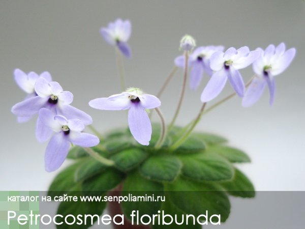 Petrocosmea_floribunda.jpg