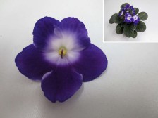 Humako Jasmine.jpg