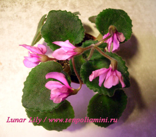 Lunar Lily rozov.jpg