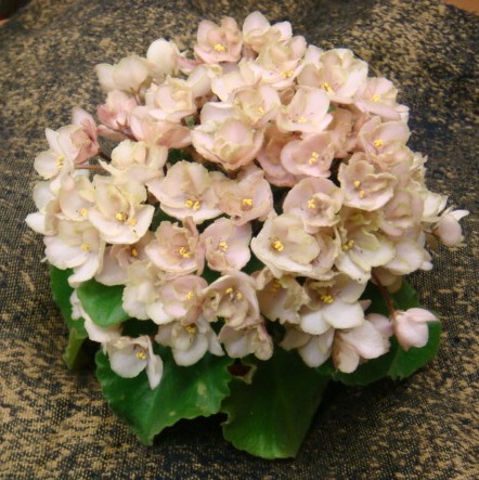 Emerald Pink