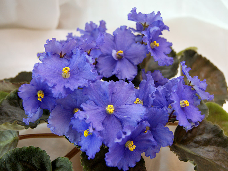 Морская Волна (Макуни)