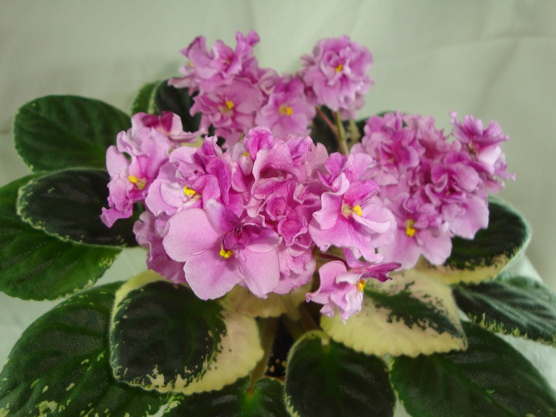 Apache primrose