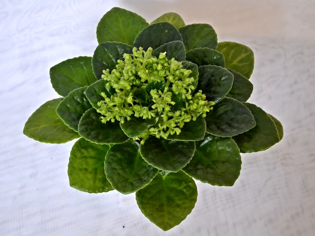 Nevefloris