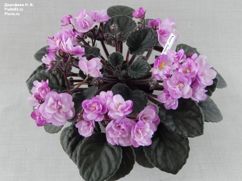Ness' Satin Rose