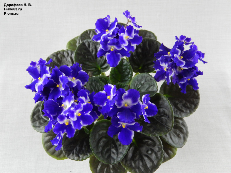 Optimara Ultra Violet