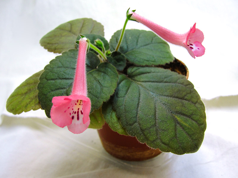 Sin. Country Pink колл.Прудкова Е.