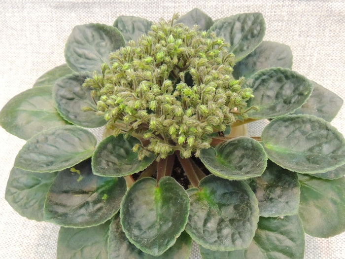 Neverfloris