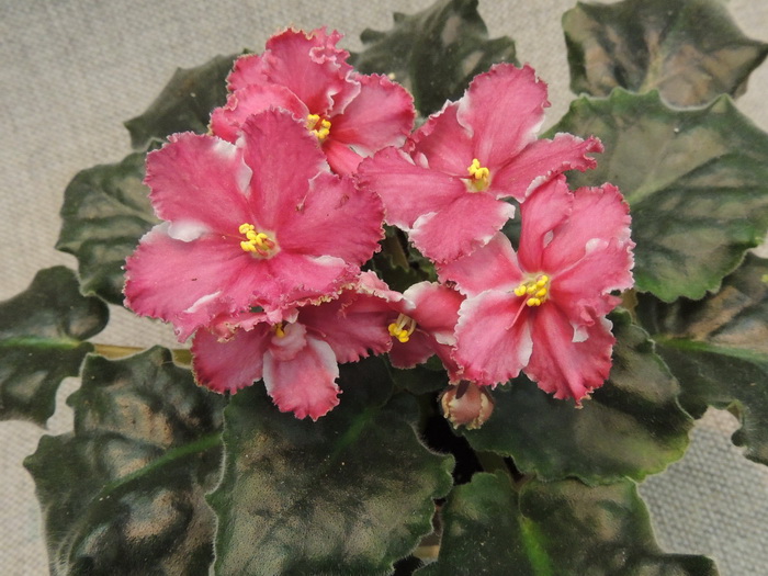Кладовая Солнца (сеянец)