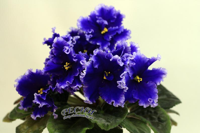 IMG_2599 копия.jpg