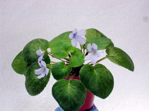 Senpolia shumensis 2.jpg