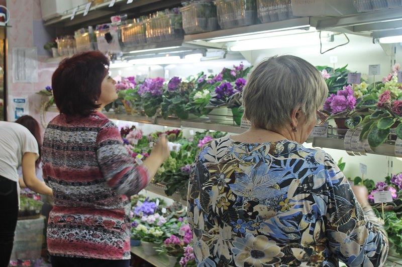 растановка фиалок.JPG