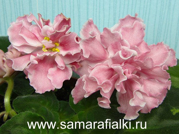 миндаль нов_rs  4.jpg