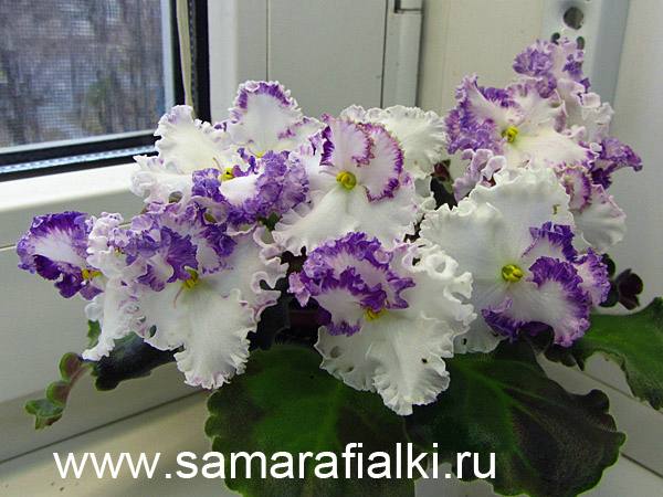 золушкин сон шапка_rs  5.jpg