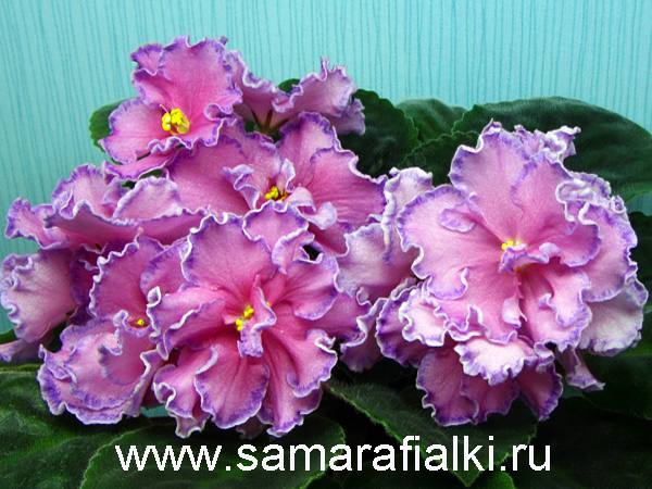 маркиза нов 2_rs  5.jpg