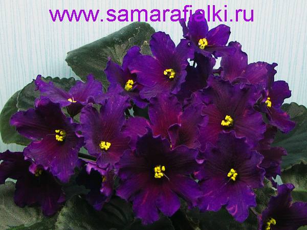 АН-Чёрный Тюльпан новый шапка_rs  5.jpg